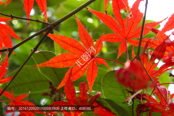 陽(yáng)光下的楓葉,紅楓葉