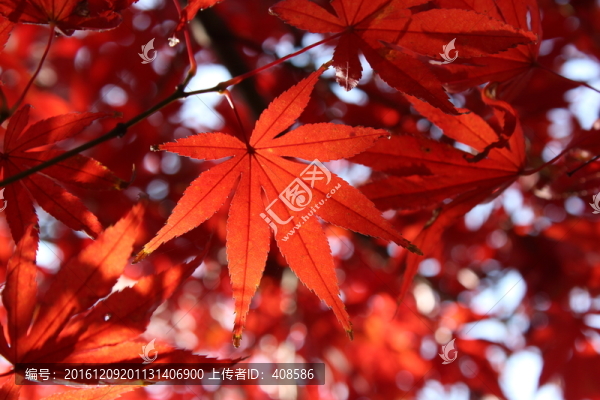 陽(yáng)光下的楓葉,紅楓葉