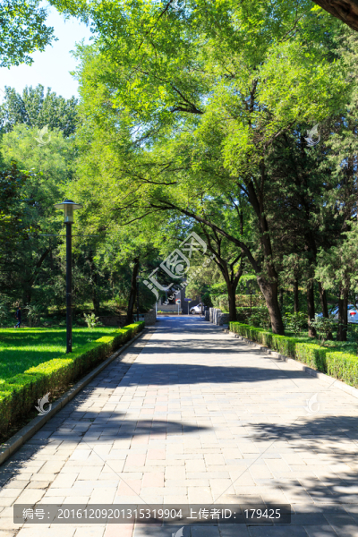 清華大學(xué)校園風(fēng)光林蔭道