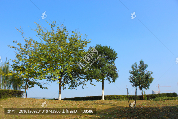 樹與藍(lán)天