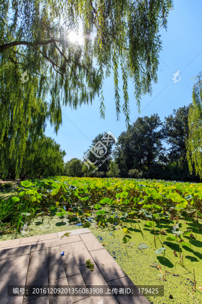 清華大學(xué)校園風(fēng)光荷塘柳樹(shù)陽(yáng)光