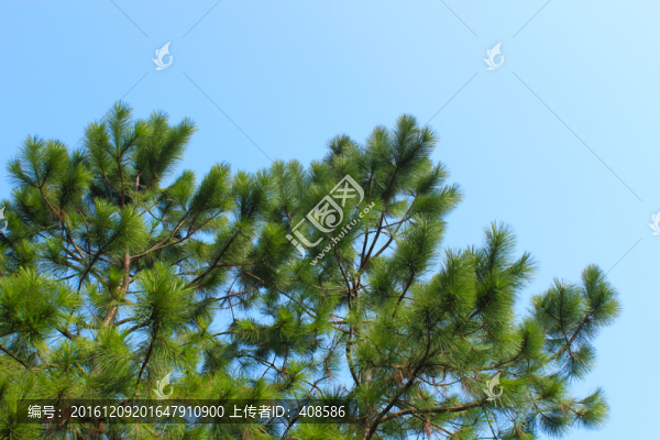 松樹,松針,藍(lán)天