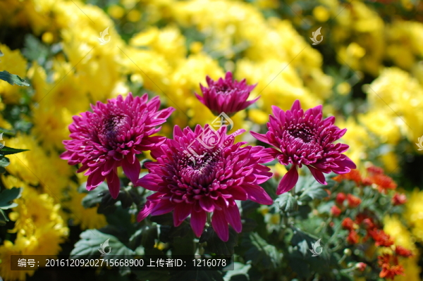 菊花