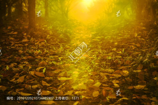 秋色,秋景,秋天
