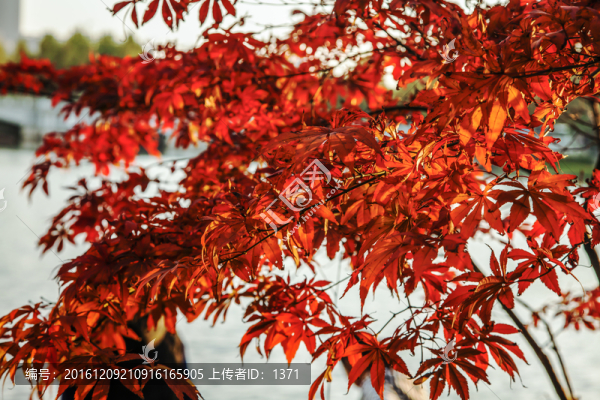 紅葉,秋色,秋景