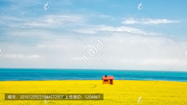 青海湖油菜花海小屋