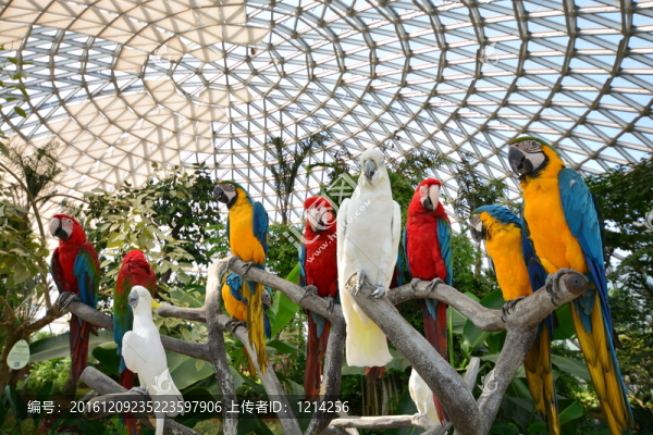 鸚鵡,站一排鸚鵡