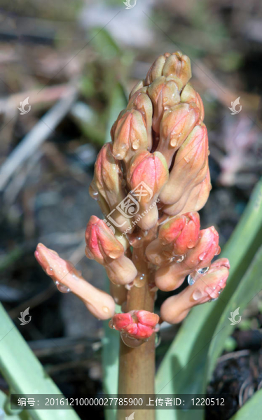 花風(fēng)信子