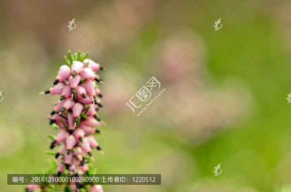 花干