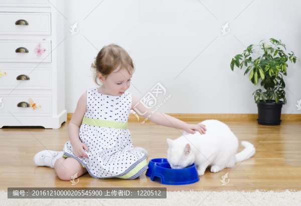 可愛的小女孩喂養(yǎng)一只白貓