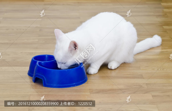 白貓吃白藍碗飯