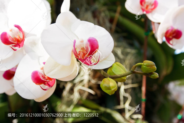 蘭花在泰國的花園