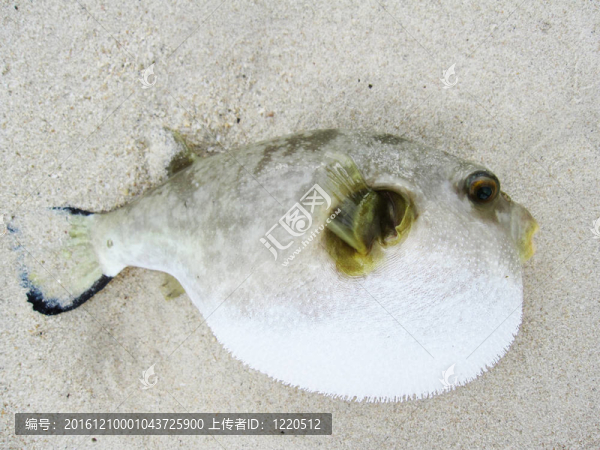 河豚魚