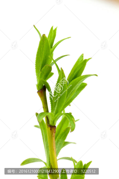 柳枝
