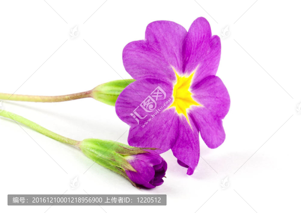 報春花