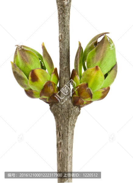 丁香花蕾