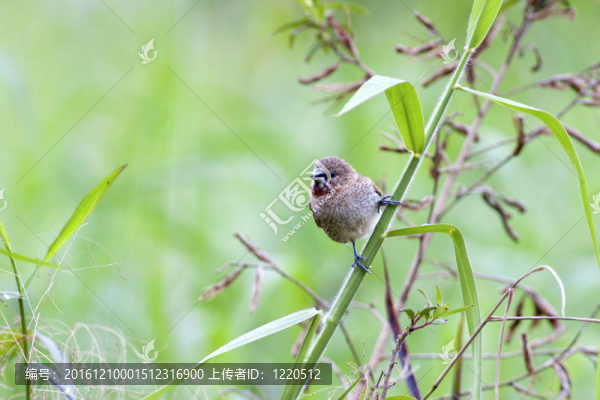 斑文鳥