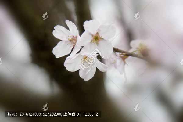 白色的櫻花