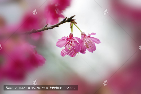 粉色的櫻花