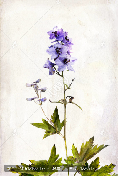 watercolored飛燕
