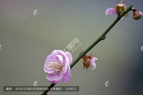白色的梅花