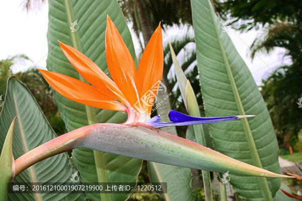 天堂鳥在花園里