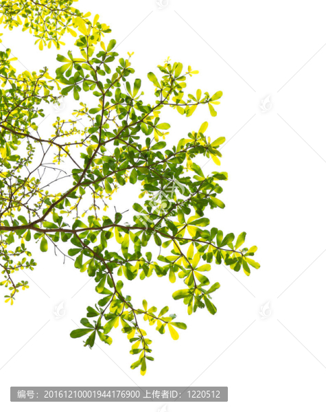白色背景下的綠葉