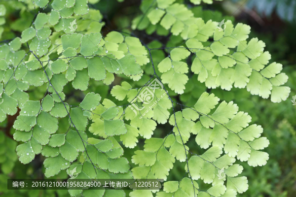 蕨類植物覆蓋天然森林的地面