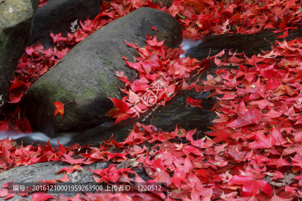 紅色的楓葉在秋天在phukradung國家公園