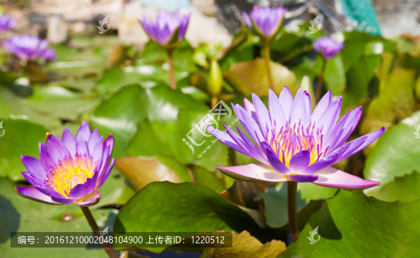 蓮花