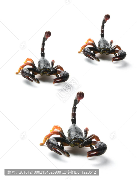 蝎子