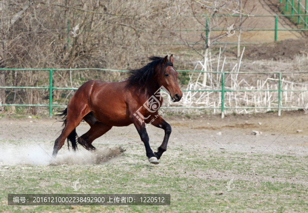 棕色的馬