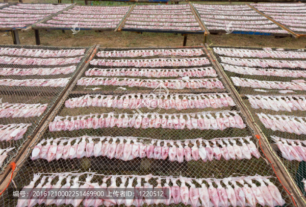 網(wǎng)上魷魚干
