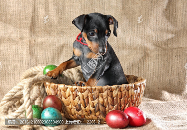 迷你杜賓犬的小狗