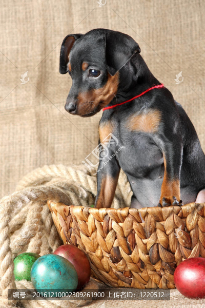 迷你杜賓犬的小狗