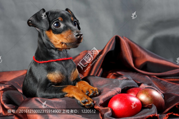 迷你杜賓犬的小狗