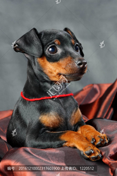 迷你杜賓犬的小狗