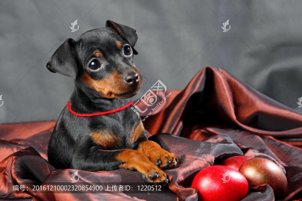 迷你杜賓犬的小狗