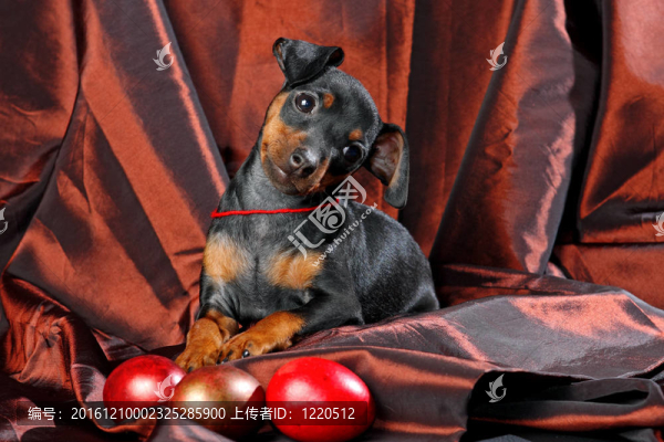 迷你杜賓犬的小狗