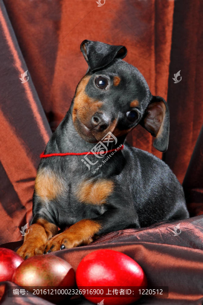 迷你杜賓犬的小狗