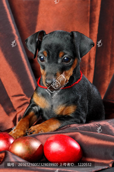 迷你杜賓犬的小狗