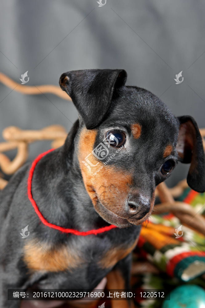 迷你杜賓犬的小狗