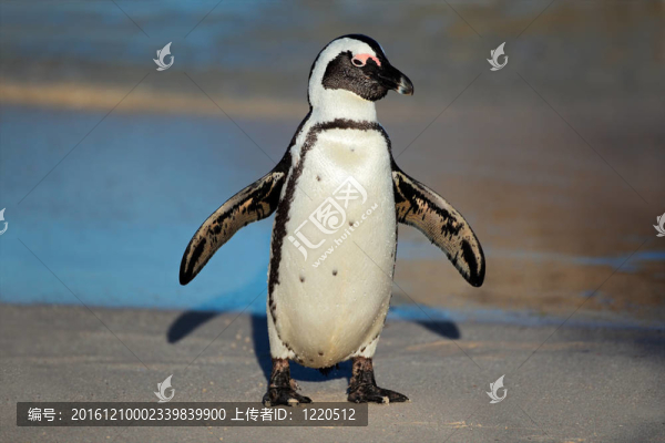 黑腳企鵝