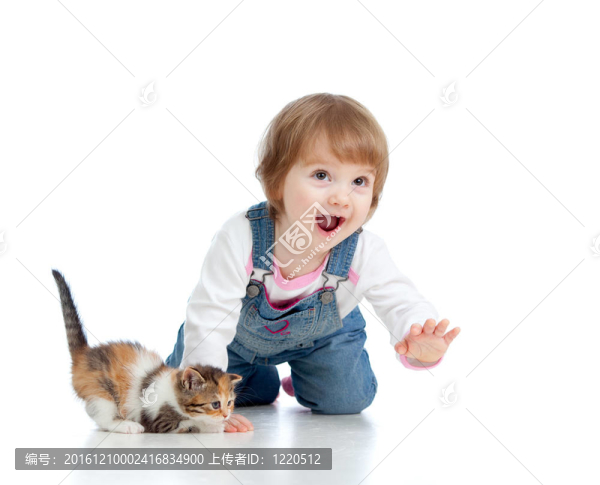 逗小孩玩蘇格蘭小貓