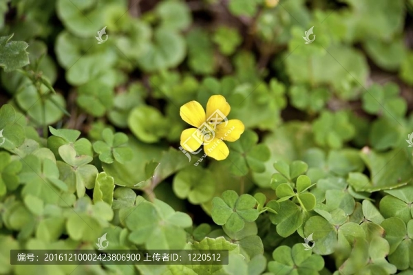 黃帶葉