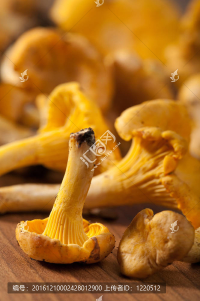 鮮雞油菌蘑菇
