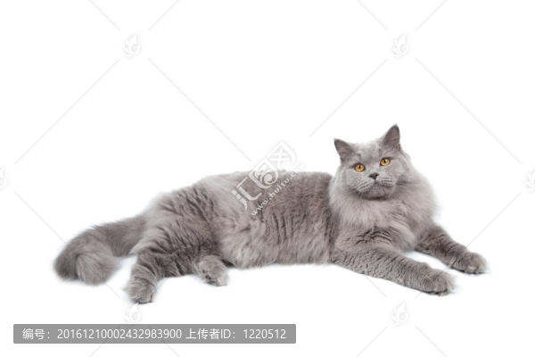 可愛的英國貓
