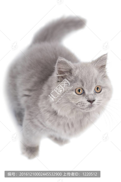 可愛的英國小貓尋找孤立