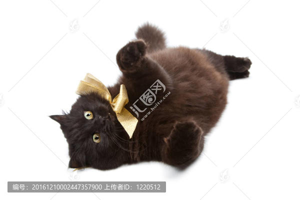 黑貓戴金弓孤立