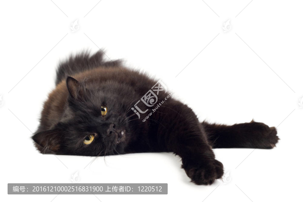 臥黑孤貓